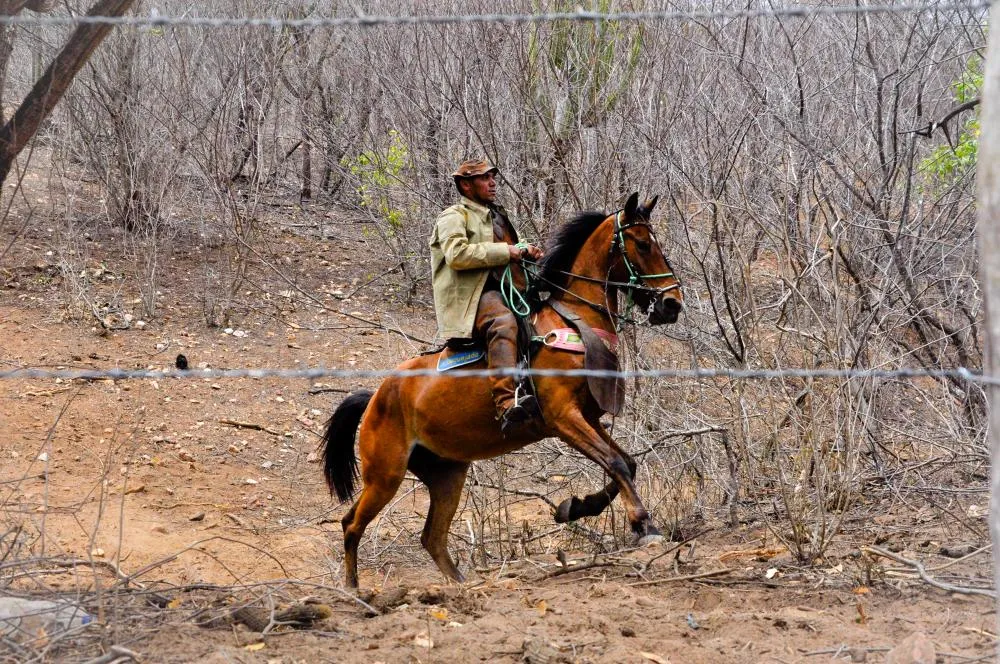 Dia do Vaqueiro: a força, a coragem e a tradição que movem o Nordeste